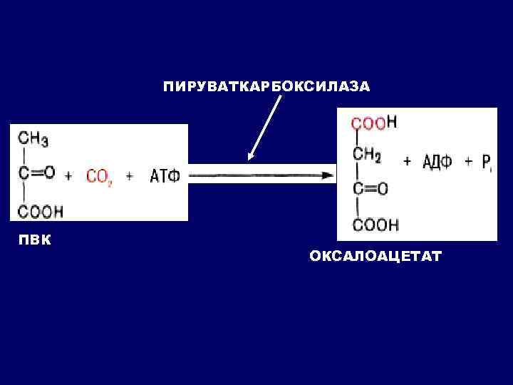 ПИРУВАТКАРБОКСИЛАЗА ПВК ОКСАЛОАЦЕТАТ 