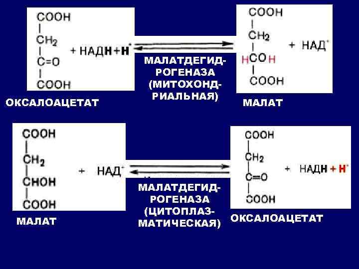 ОКСАЛОАЦЕТАТ МАЛАТДЕГИДРОГЕНАЗА (МИТОХОНДРИАЛЬНАЯ) МАЛАТДЕГИДРОГЕНАЗА (ЦИТОПЛАЗМАТИЧЕСКАЯ) ОКСАЛОАЦЕТАТ 