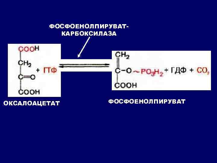 ФОСФОЕНОЛПИРУВАТКАРБОКСИЛАЗА ОКСАЛОАЦЕТАТ ФОСФОЕНОЛПИРУВАТ 