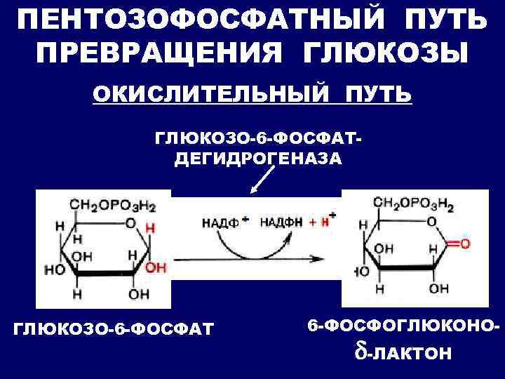 ПЕНТОЗОФОСФАТНЫЙ ПУТЬ ПРЕВРАЩЕНИЯ ГЛЮКОЗЫ ОКИСЛИТЕЛЬНЫЙ ПУТЬ ГЛЮКОЗО-6 -ФОСФАТДЕГИДРОГЕНАЗА ГЛЮКОЗО-6 -ФОСФАТ 6 -ФОСФОГЛЮКОНО- -ЛАКТОН 