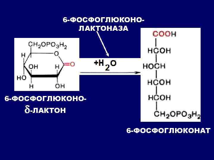 6 -ФОСФОГЛЮКОНОЛАКТОНАЗА 6 -ФОСФОГЛЮКОНО- -ЛАКТОН 6 -ФОСФОГЛЮКОНАТ 