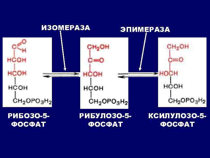 ИЗОМЕРАЗА РИБОЗО-5 ФОСФАТ ЭПИМЕРАЗА РИБУЛОЗО-5 ФОСФАТ КСИЛУЛОЗО-5 ФОСФАТ 