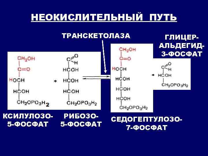 НЕОКИСЛИТЕЛЬНЫЙ ПУТЬ ТРАНСКЕТОЛАЗА КСИЛУЛОЗО 5 -ФОСФАТ РИБОЗО 5 -ФОСФАТ ГЛИЦЕРАЛЬДЕГИД 3 -ФОСФАТ СЕДОГЕПТУЛОЗО 7