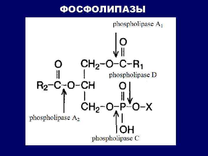 ФОСФОЛИПАЗЫ 