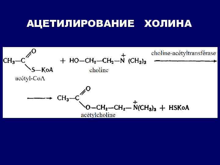 Реакция in vivo. Ацетилирование Холина in vivo. Холин и ацетил КОА. Реакция ацилирования Холина. Холин ацетилхолин реакция.