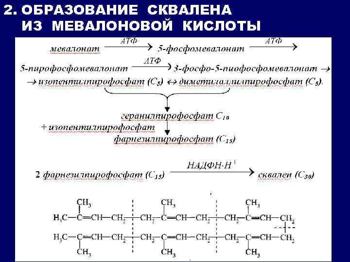 2. ОБРАЗОВАНИЕ СКВАЛЕНА ИЗ МЕВАЛОНОВОЙ КИСЛОТЫ 