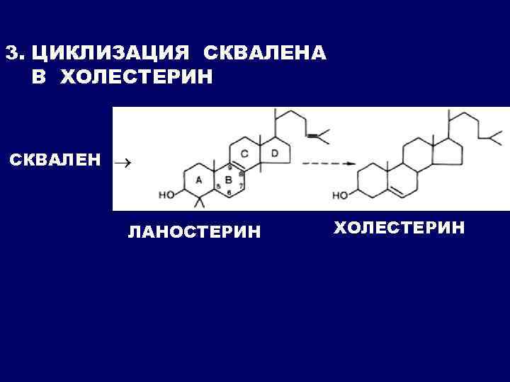 3. ЦИКЛИЗАЦИЯ СКВАЛЕНА В ХОЛЕСТЕРИН СКВАЛЕН ЛАНОСТЕРИН ХОЛЕСТЕРИН 