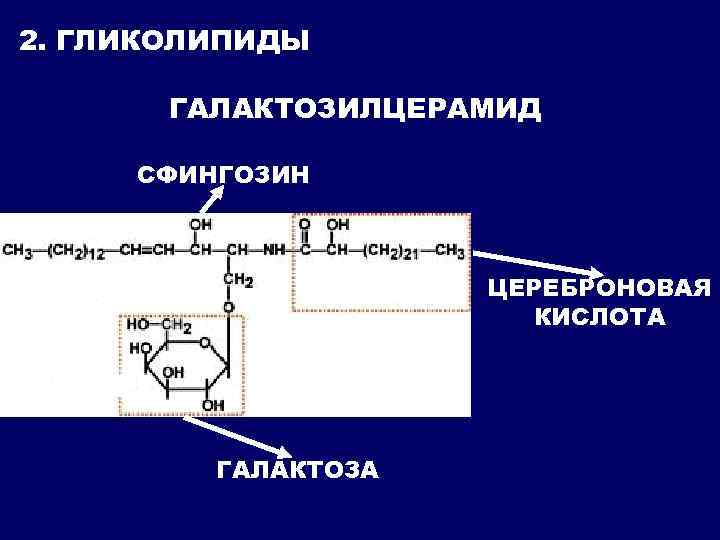 2. ГЛИКОЛИПИДЫ ГАЛАКТОЗИЛЦЕРАМИД СФИНГОЗИН ЦЕРЕБРОНОВАЯ КИСЛОТА ГАЛАКТОЗА 