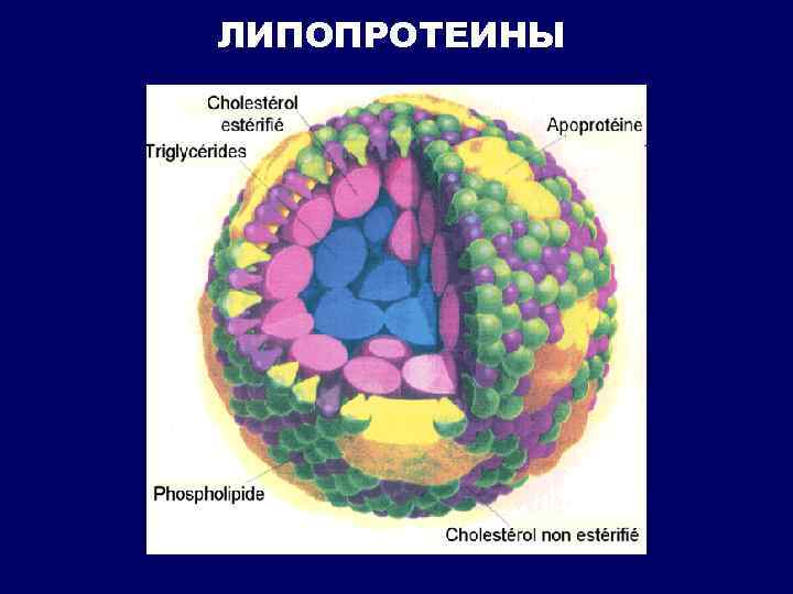 ЛИПОПРОТЕИНЫ 