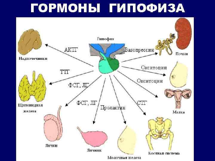 ГОРМОНЫ ГИПОФИЗА 
