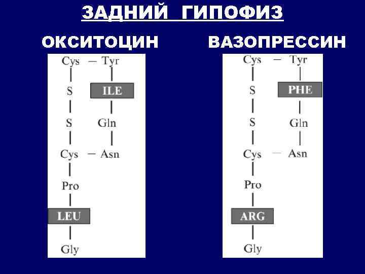 ЗАДНИЙ ГИПОФИЗ ОКСИТОЦИН ВАЗОПРЕССИН 