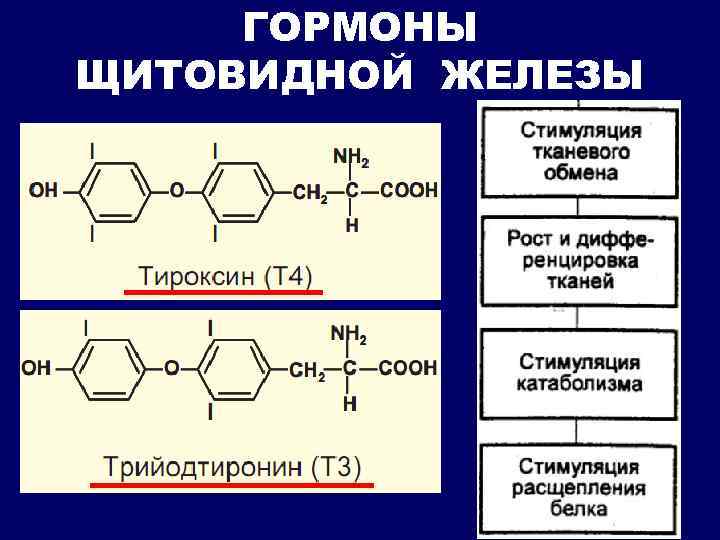 ГОРМОНЫ ЩИТОВИДНОЙ ЖЕЛЕЗЫ 
