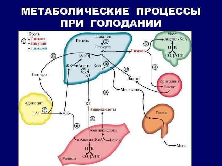 Схема метаболизма человека