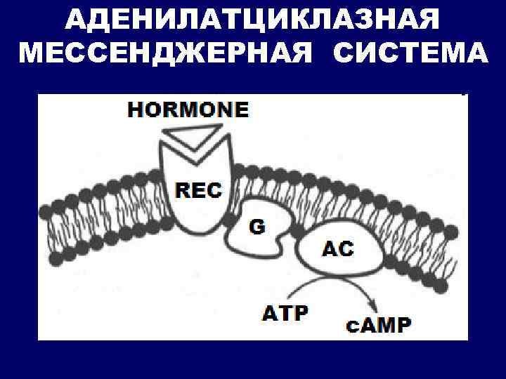 Аденилатциклазная система схема