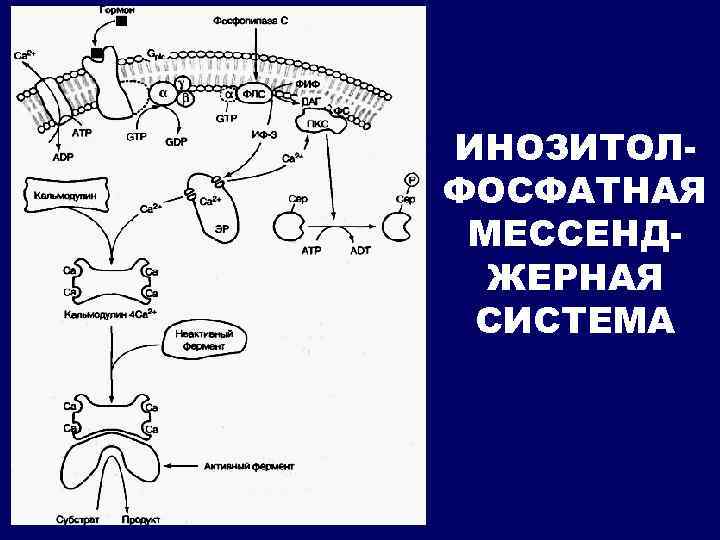 ИНОЗИТОЛФОСФАТНАЯ МЕССЕНДЖЕРНАЯ СИСТЕМА 