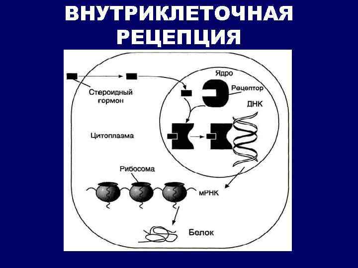 Схема внутриклеточной рецепции гормонов для которых характерен внутриклеточный тип рецепции