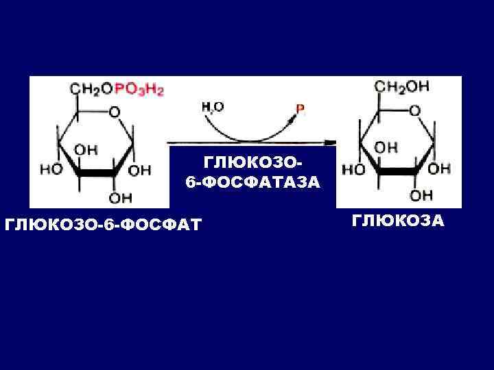 ГЛЮКОЗО 6 -ФОСФАТАЗА ГЛЮКОЗО-6 -ФОСФАТ ГЛЮКОЗА 