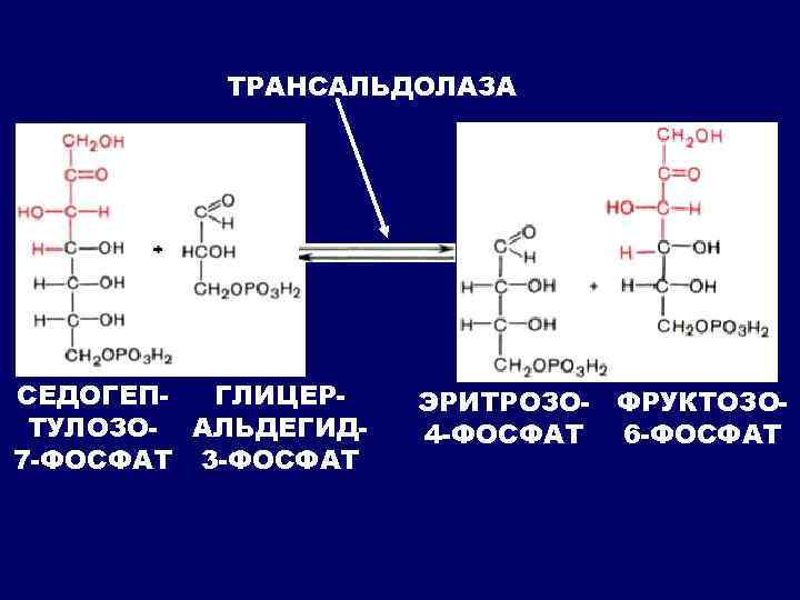 ТРАНСАЛЬДОЛАЗА СЕДОГЕПГЛИЦЕРТУЛОЗО- АЛЬДЕГИД 7 -ФОСФАТ 3 -ФОСФАТ ЭРИТРОЗО- ФРУКТОЗО 4 -ФОСФАТ 6 -ФОСФАТ 