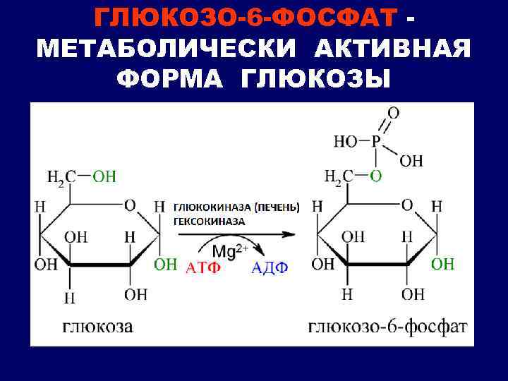 ГЛЮКОЗО-6 -ФОСФАТ МЕТАБОЛИЧЕСКИ АКТИВНАЯ ФОРМА ГЛЮКОЗЫ 