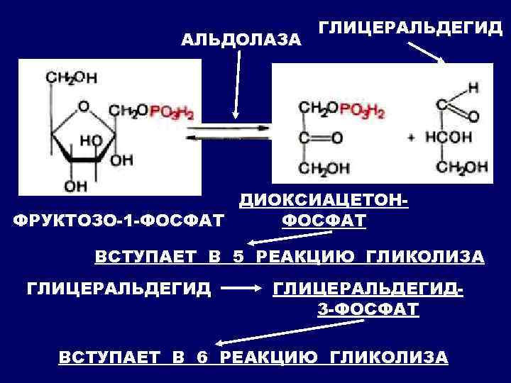 АЛЬДОЛАЗА ГЛИЦЕРАЛЬДЕГИД ДИОКСИАЦЕТОНФРУКТОЗО-1 -ФОСФАТ ВСТУПАЕТ В 5 РЕАКЦИЮ ГЛИКОЛИЗА ГЛИЦЕРАЛЬДЕГИД 3 -ФОСФАТ ВСТУПАЕТ В