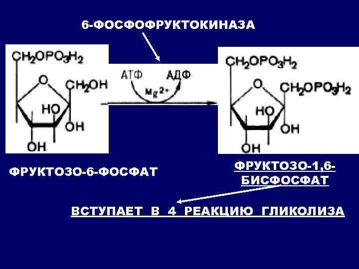 6 -ФОСФОФРУКТОКИНАЗА ФРУКТОЗО-6 -ФОСФАТ ФРУКТОЗО-1, 6 БИСФОСФАТ ВСТУПАЕТ В 4 РЕАКЦИЮ ГЛИКОЛИЗА 