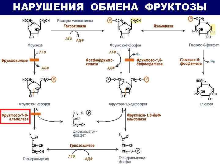 НАРУШЕНИЯ ОБМЕНА ФРУКТОЗЫ 