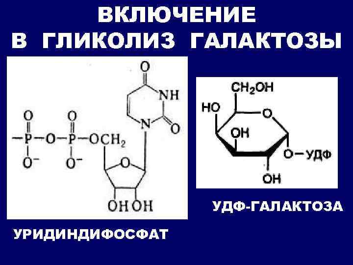 ВКЛЮЧЕНИЕ В ГЛИКОЛИЗ ГАЛАКТОЗЫ УДФ-ГАЛАКТОЗА УРИДИНДИФОСФАТ 
