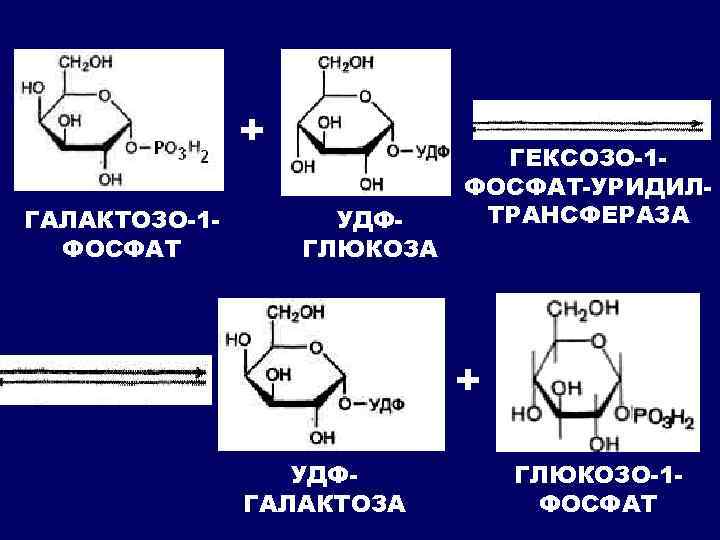 + ГАЛАКТОЗО-1 ФОСФАТ УДФГЛЮКОЗА ГЕКСОЗО-1 ФОСФАТ-УРИДИЛТРАНСФЕРАЗА + УДФГАЛАКТОЗА ГЛЮКОЗО-1 ФОСФАТ 