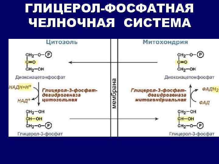 ГЛИЦЕРОЛ-ФОСФАТНАЯ ЧЕЛНОЧНАЯ СИСТЕМА 