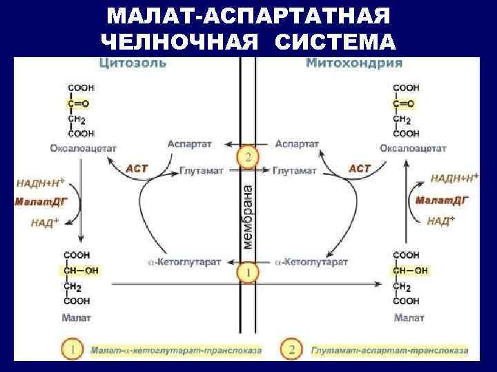 Схема глицерофосфатного челночного механизма