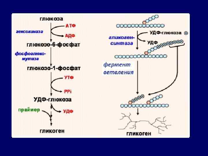 Стимулирует синтез гликогена в печени. Гликогеногенез биохимия. Синтез гликогена биохимия схема. Схема синтеза и распада гликогена. Синтез и распад гликогена биохимия.