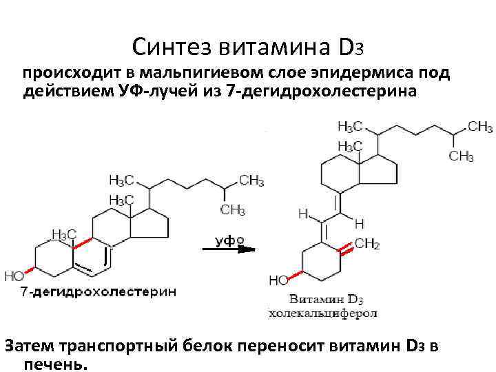 Синтез витамина D 3 происходит в мальпигиевом слое эпидермиса под действием УФ-лучей из 7