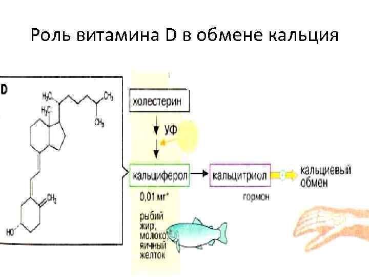 Схема гормональной регуляции обмена кальция