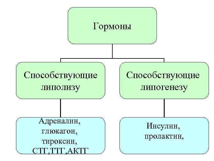 Гормоны Способствующие липолизу Адреналин, глюкагон, тироксин, СТГ, ТТГ, АКТГ Способствующие липогенезу Инсулин, пролактин, 