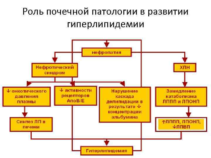 Роль почечной патологии в развитии гиперлипидемии 