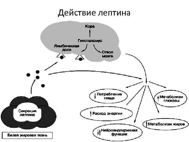 Действие лептина 