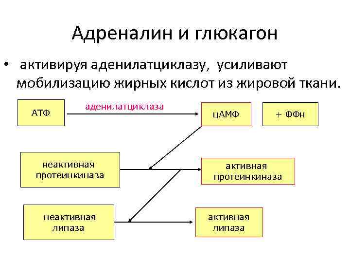 Адреналин и глюкагон • активируя аденилатциклазу, усиливают мобилизацию жирных кислот из жировой ткани. АТФ