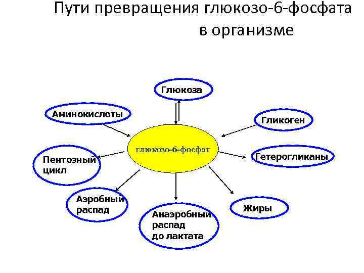  Пути превращения глюкозо-6 -фосфата   в организме    Глюкоза 
