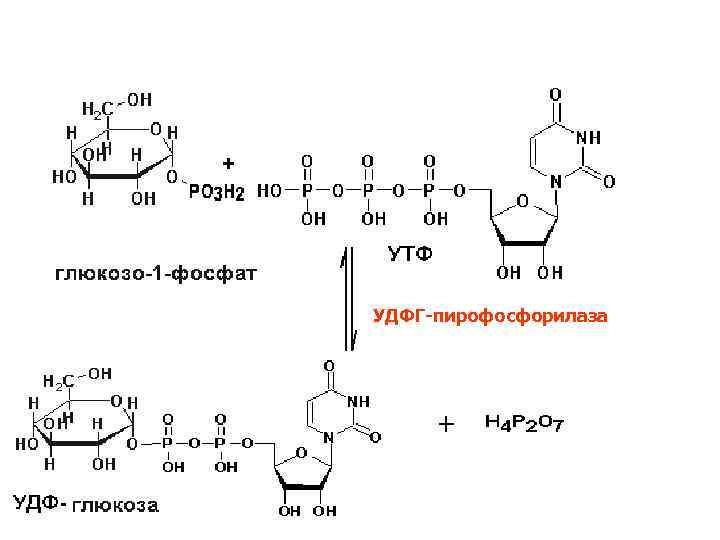 УДФГ-пирофосфорилаза 