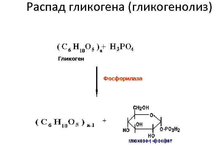 Распад гликогена. Распад гликогена фосфорилаза. Распад гликогена реакции. Распад гликогена формулы. Распад гликогена (гликогенолиз).