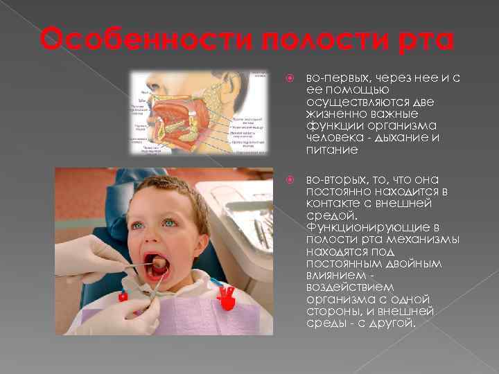 Особенности полости рта во-первых, через нее и с ее помощью осуществляются две жизненно важные