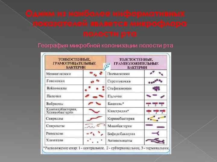 Одним из наиболее информативных показателей является микрофлора полости рта География микробной колонизации полости рта