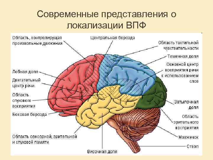 Современные представления о локализации ВПФ 