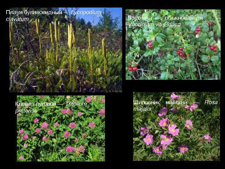 Плаун булавовидный — Lycopodium clavatum Клевер луговой — Trifolium pretense Брусника обыкновенная Vaccinium vitis-idaea