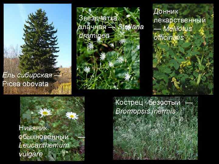 Звездчатка злачная — Stellaria draminea Донник лекарственный — Melilotus officinalis Ель сибирская — Picea