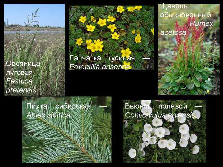 Щавель обыкновенный — Rumex acetosa Овсяница луговая Festuca pratensis — Лапчатка гусиная Potentilla anserine