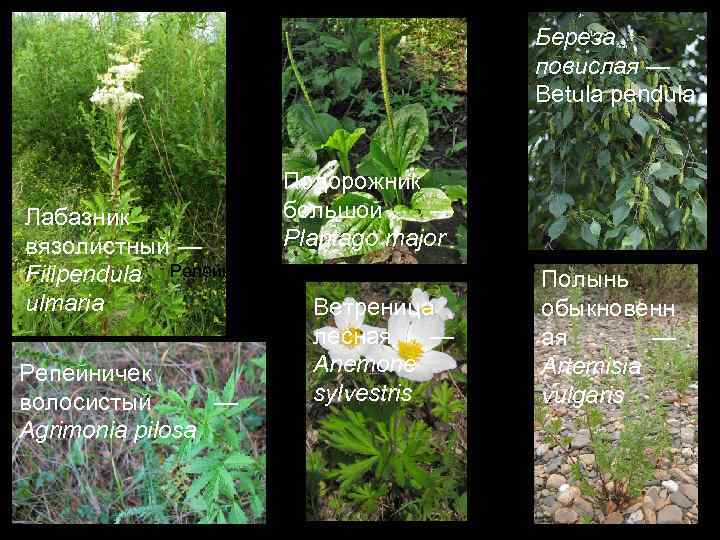 Береза повислая — Betula pendula Подорожник большой — Plantago major Лабазник вязолистный — Filipendula