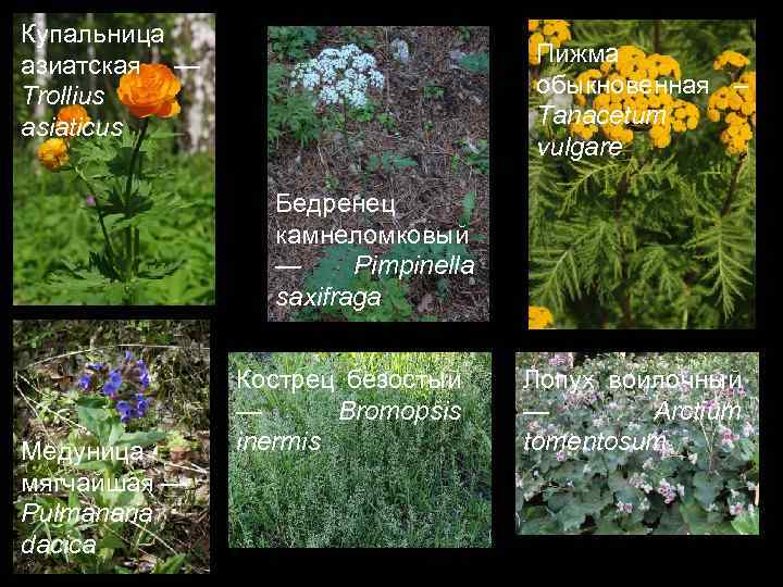 Купальница азиатская — Trollius asiaticus Пижма обыкновенная – Tanacetum vulgare Бедренец камнеломковый — Pimpinella