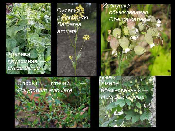 Сурепка дуговидная Barbarea arcuata Хлопушка обыкновенная Oberna behen Крапива двудомная — Urtica dioica Спорыш