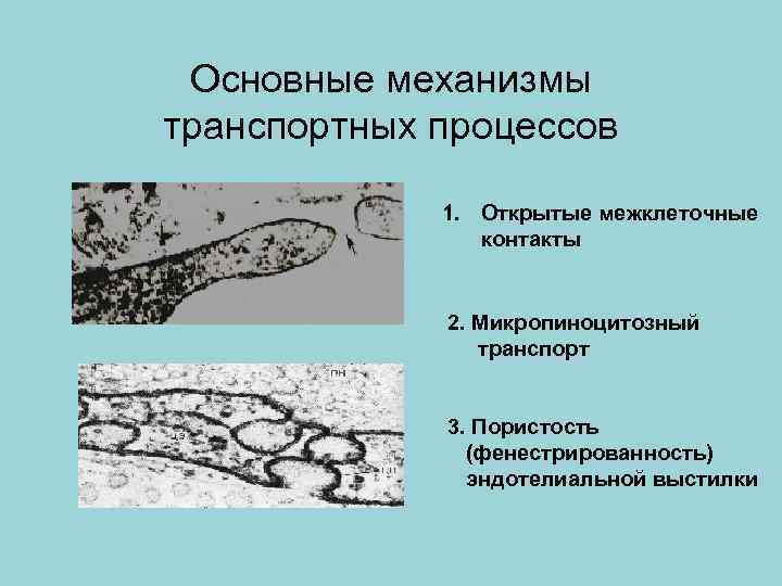  Основные механизмы транспортных процессов 1. Открытые межклеточные контакты 2. Микропиноцитозный транспорт 3. Пористость